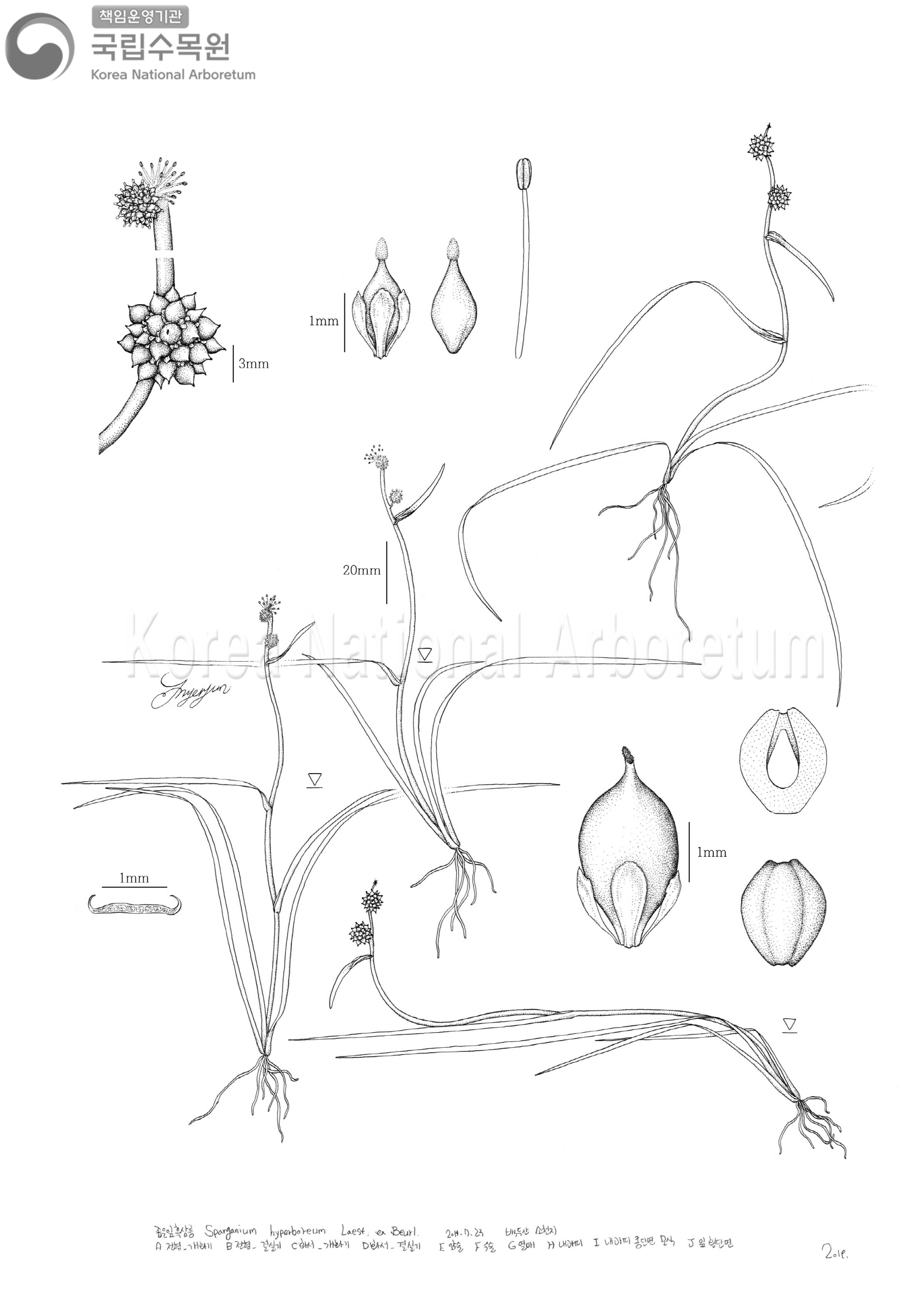 Plant Illustration Detailed View