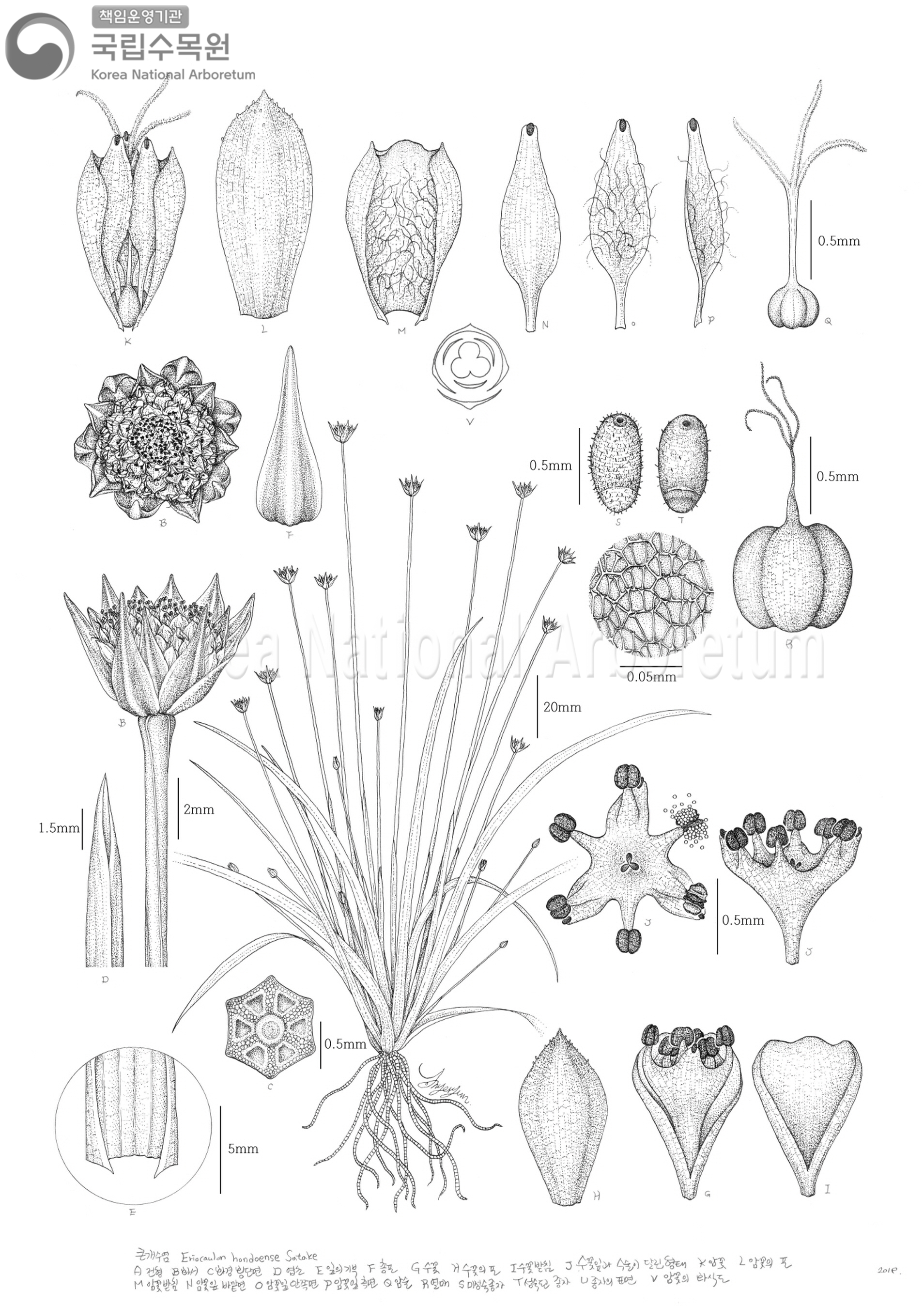 Plant Illustration Detailed View