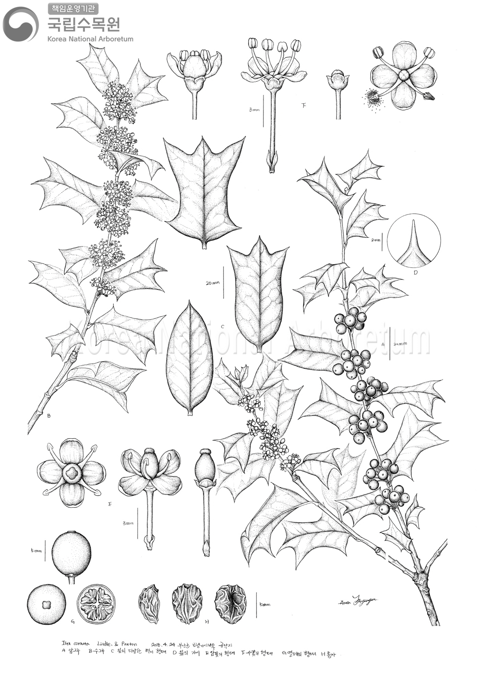 Plant Illustration Detailed View