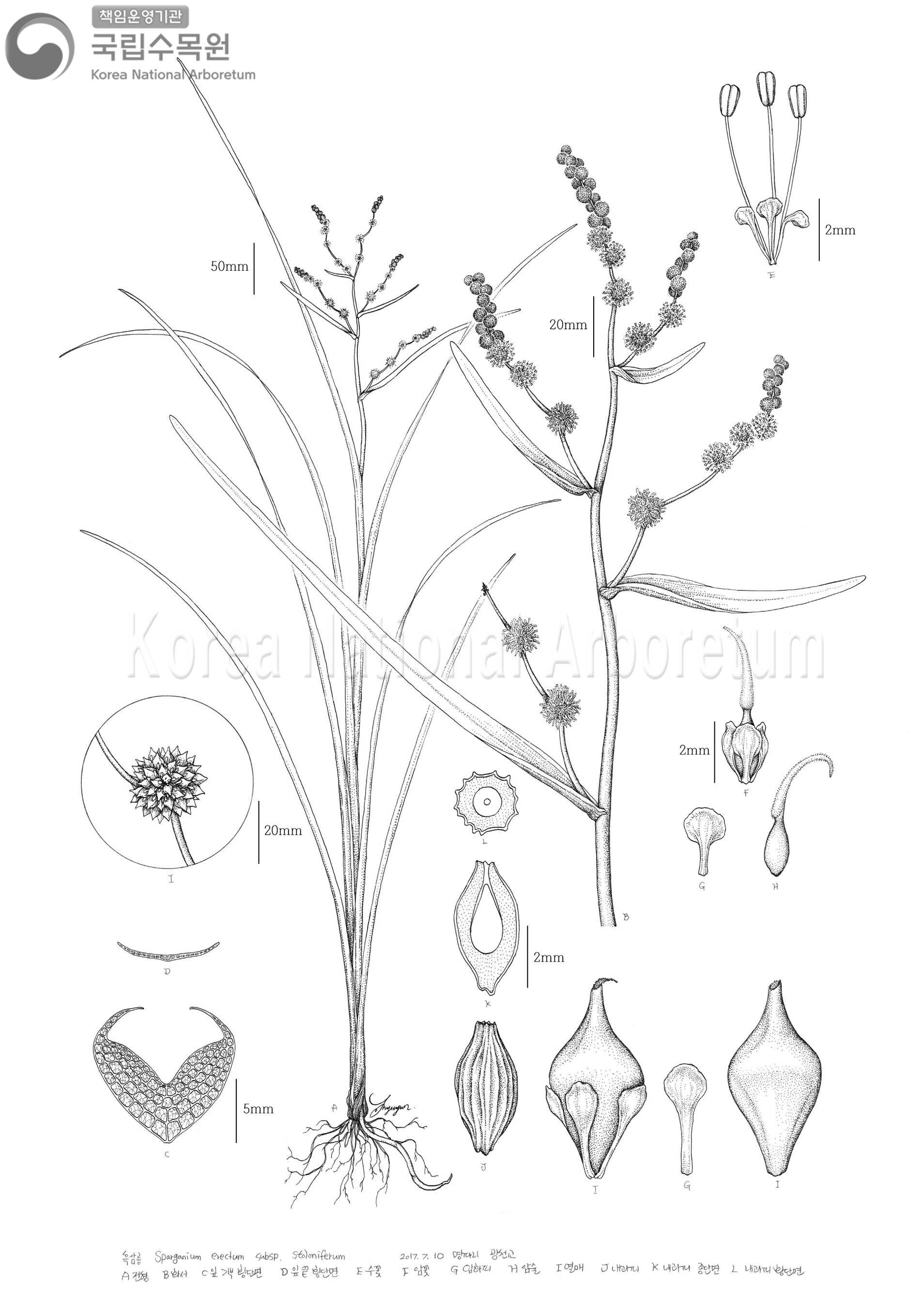 Plant Illustration Detailed View