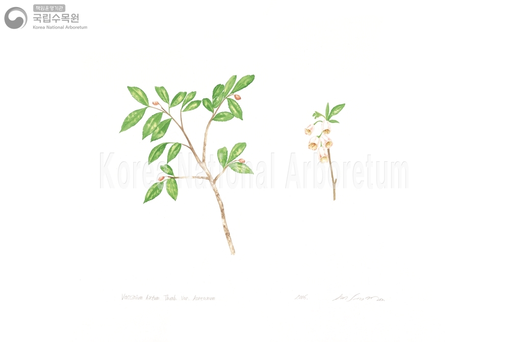 Plant Illustration Detailed View