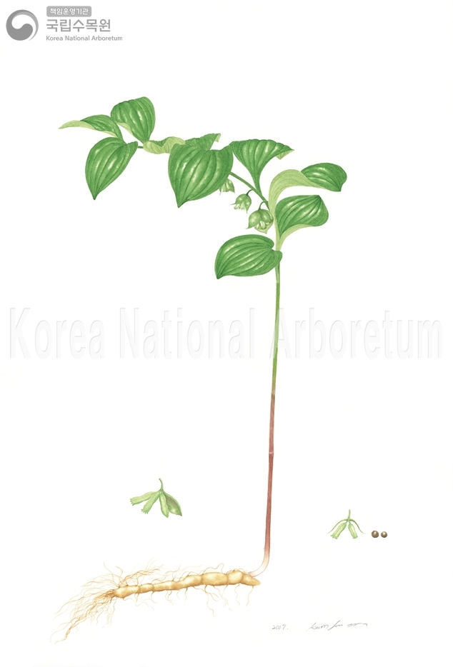 Plant Illustration Detailed View