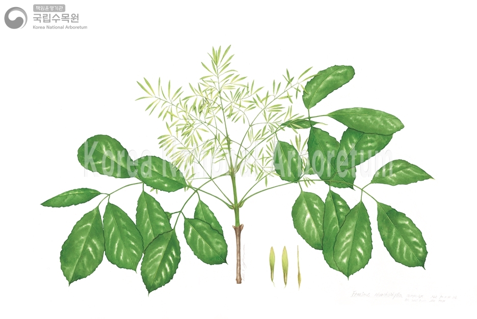 Plant Illustration Detailed View