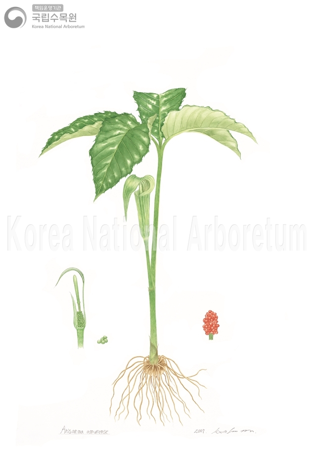 Plant Illustration Detailed View