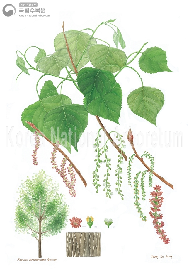 Plant Illustration Detailed View