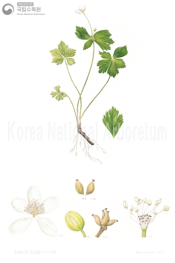 Plant Illustration Detailed View