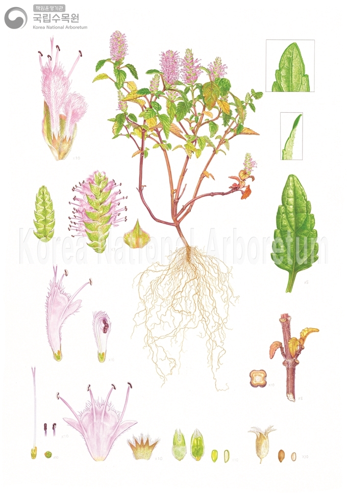 Plant Illustration Detailed View