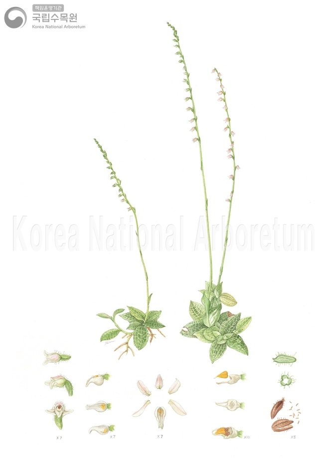 Plant Illustration Detailed View