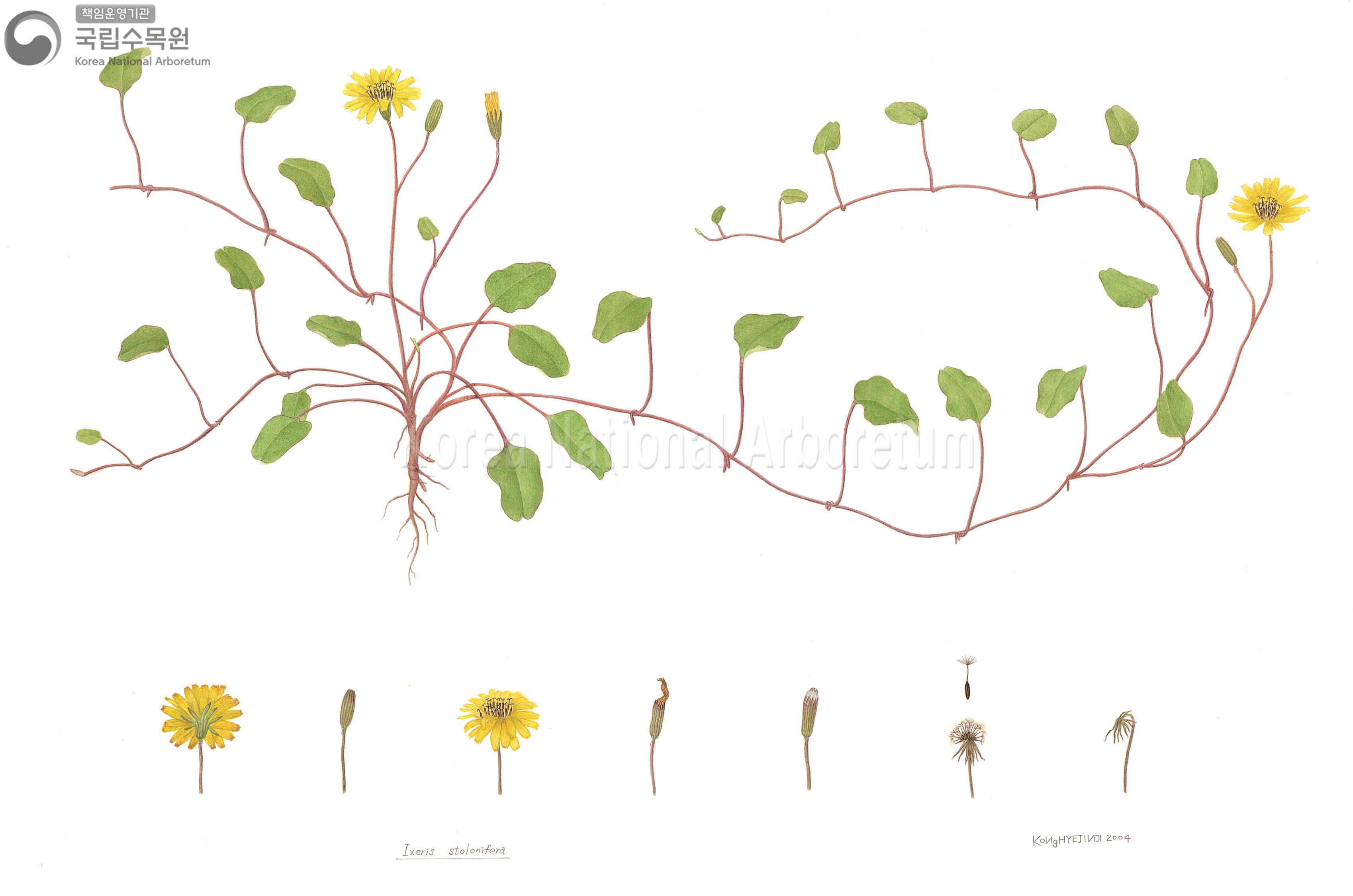 Plant Illustration Detailed View