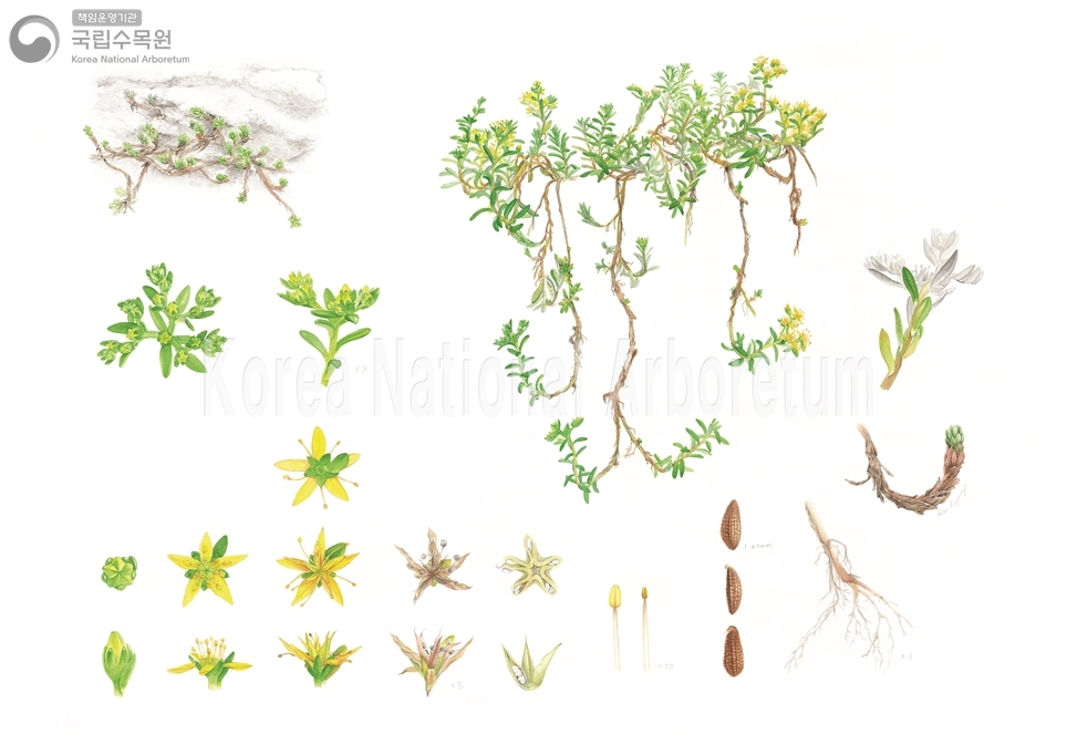 Plant Illustration Detailed View