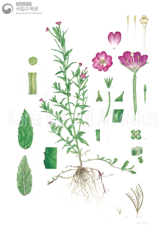 Plant Illustration Detailed View