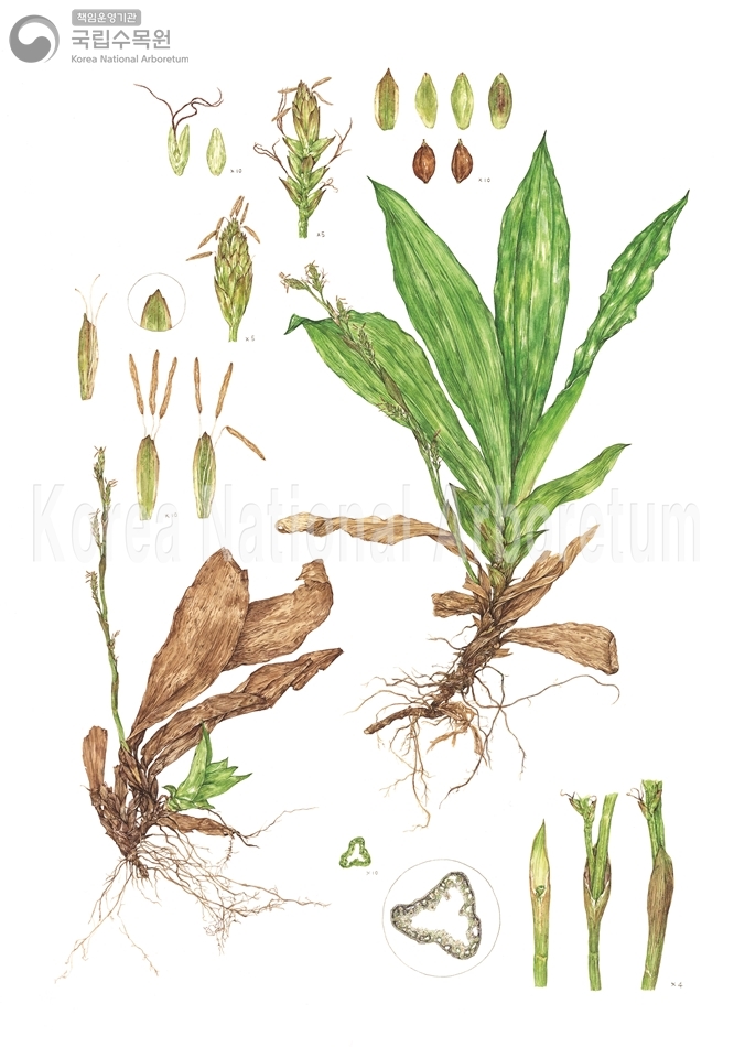 Plant Illustration Detailed View