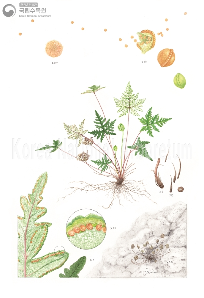 Plant Illustration Detailed View