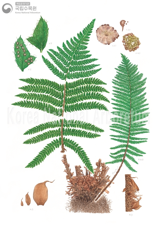 Plant Illustration Detailed View