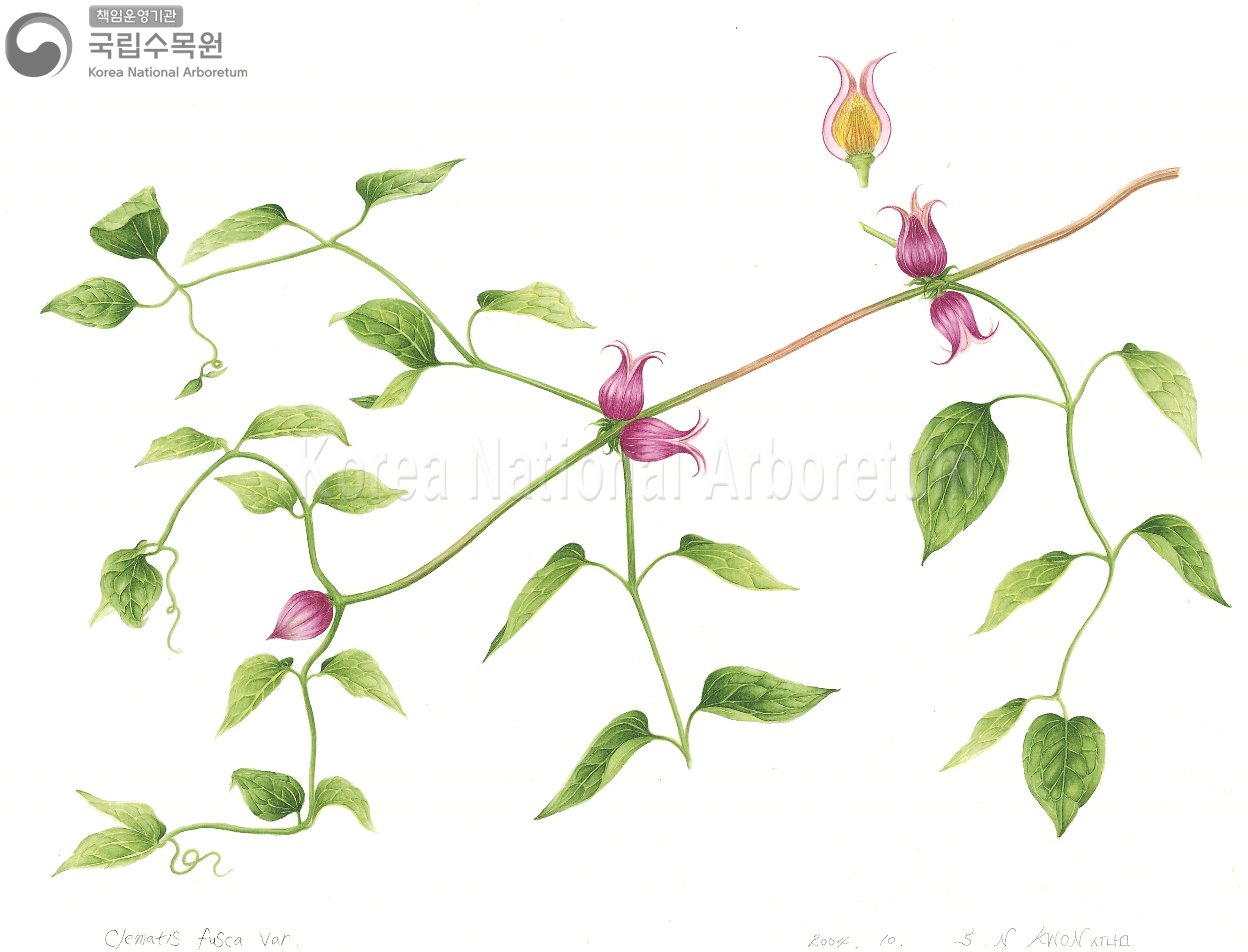 Plant Illustration Detailed View