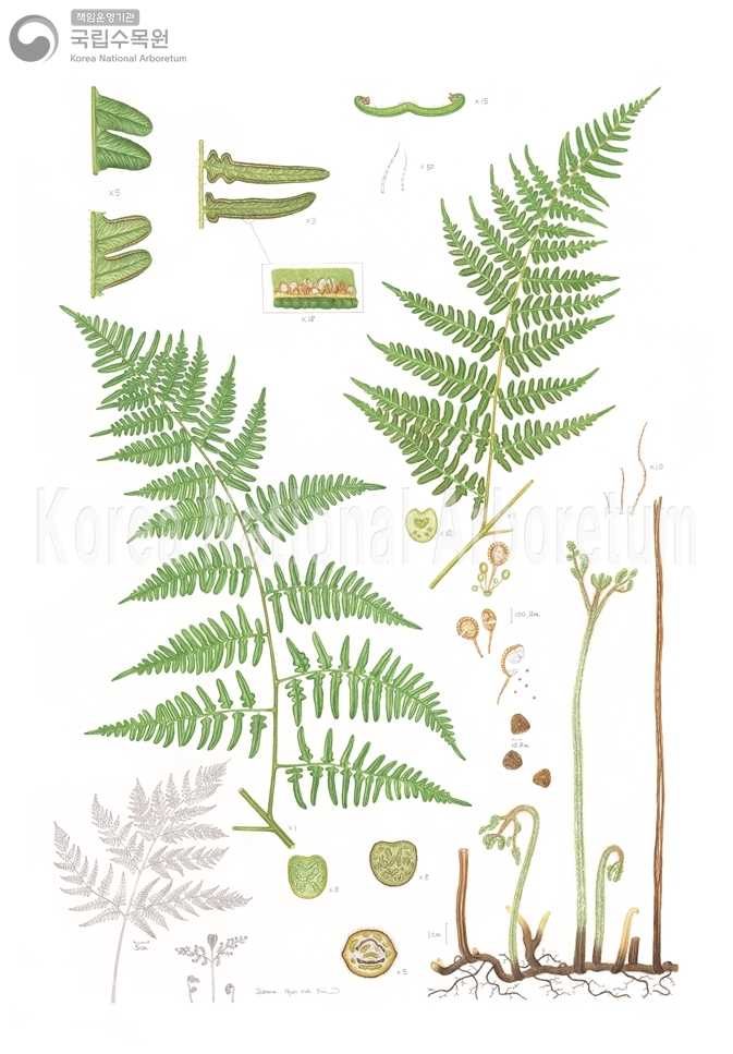 Plant Illustration Detailed View