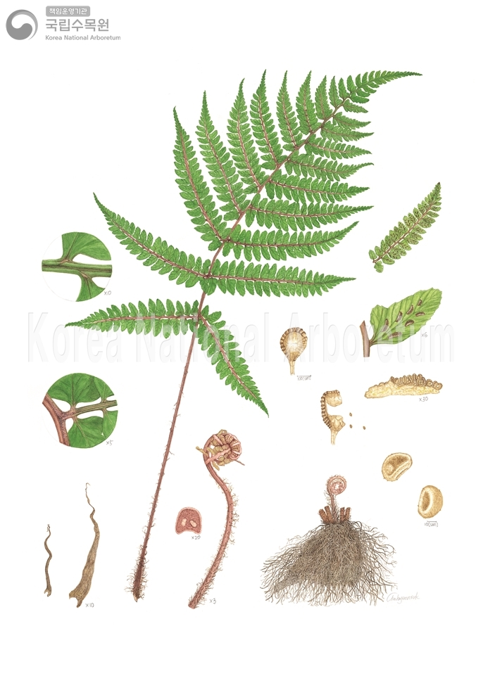 Plant Illustration Detailed View