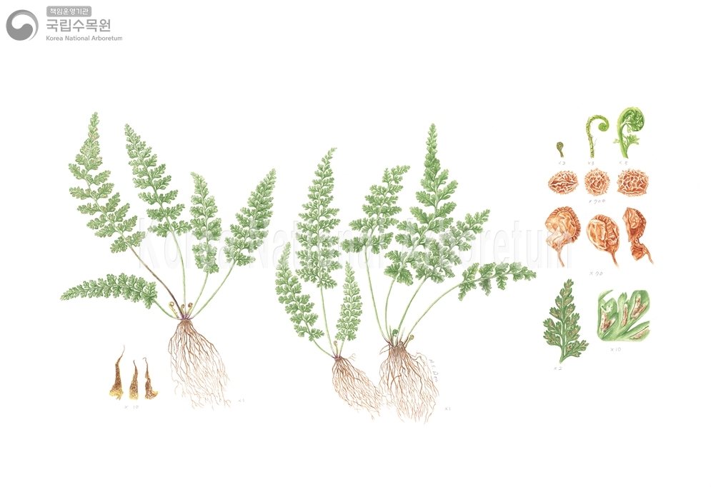 Plant Illustration Detailed View