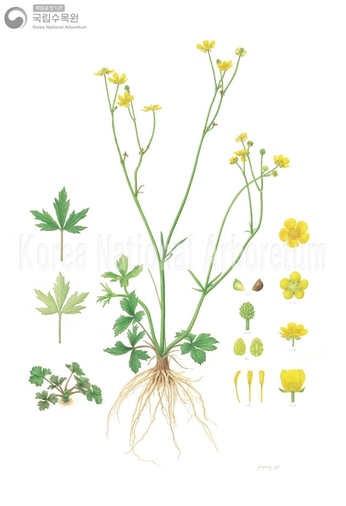 Plant Illustration Detailed View