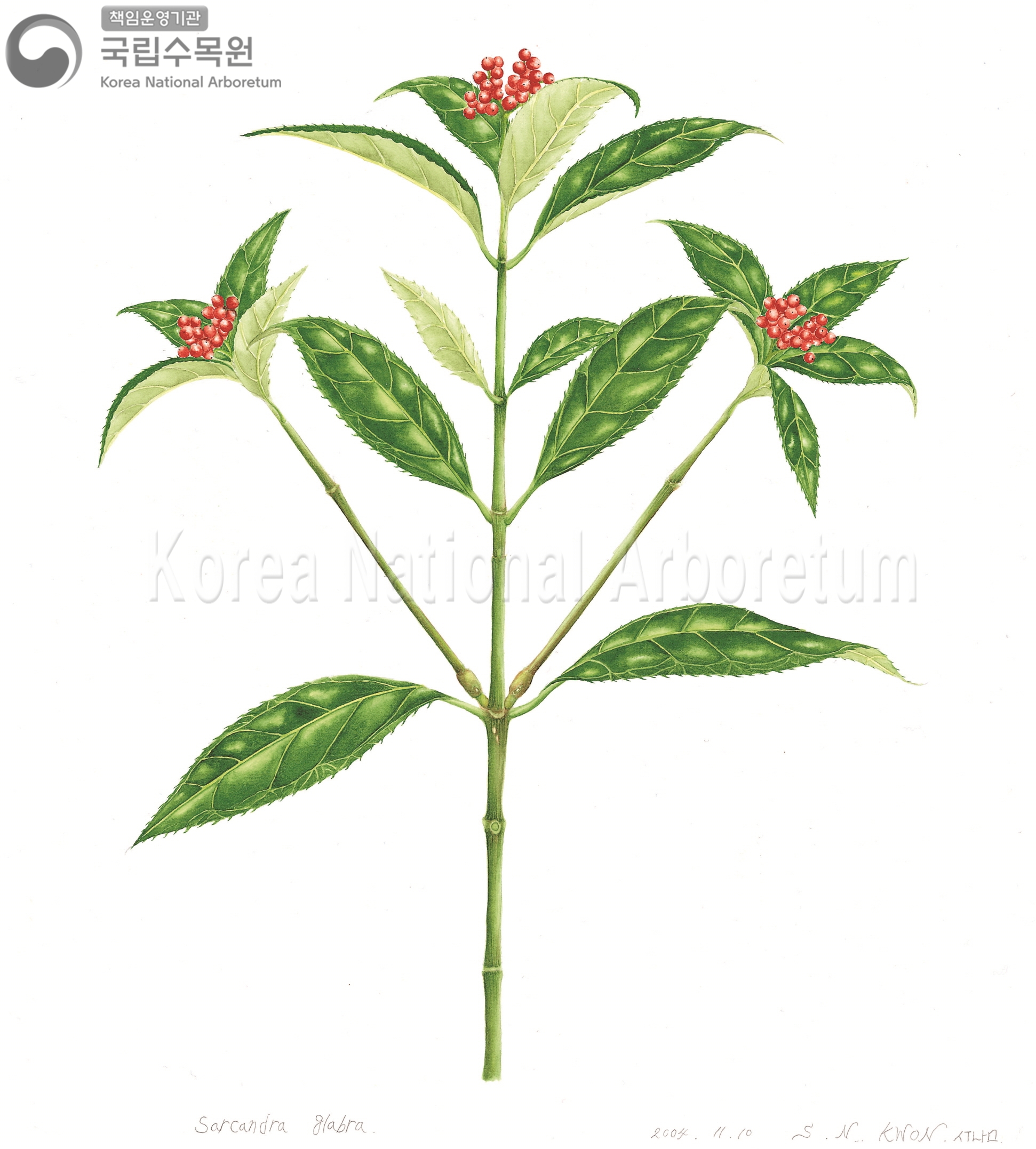 Plant Illustration Detailed View