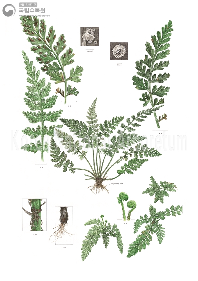 Plant Illustration Detailed View