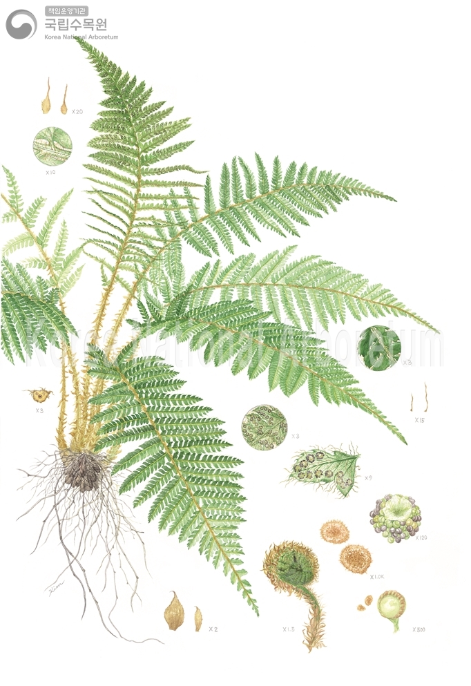 Plant Illustration Detailed View