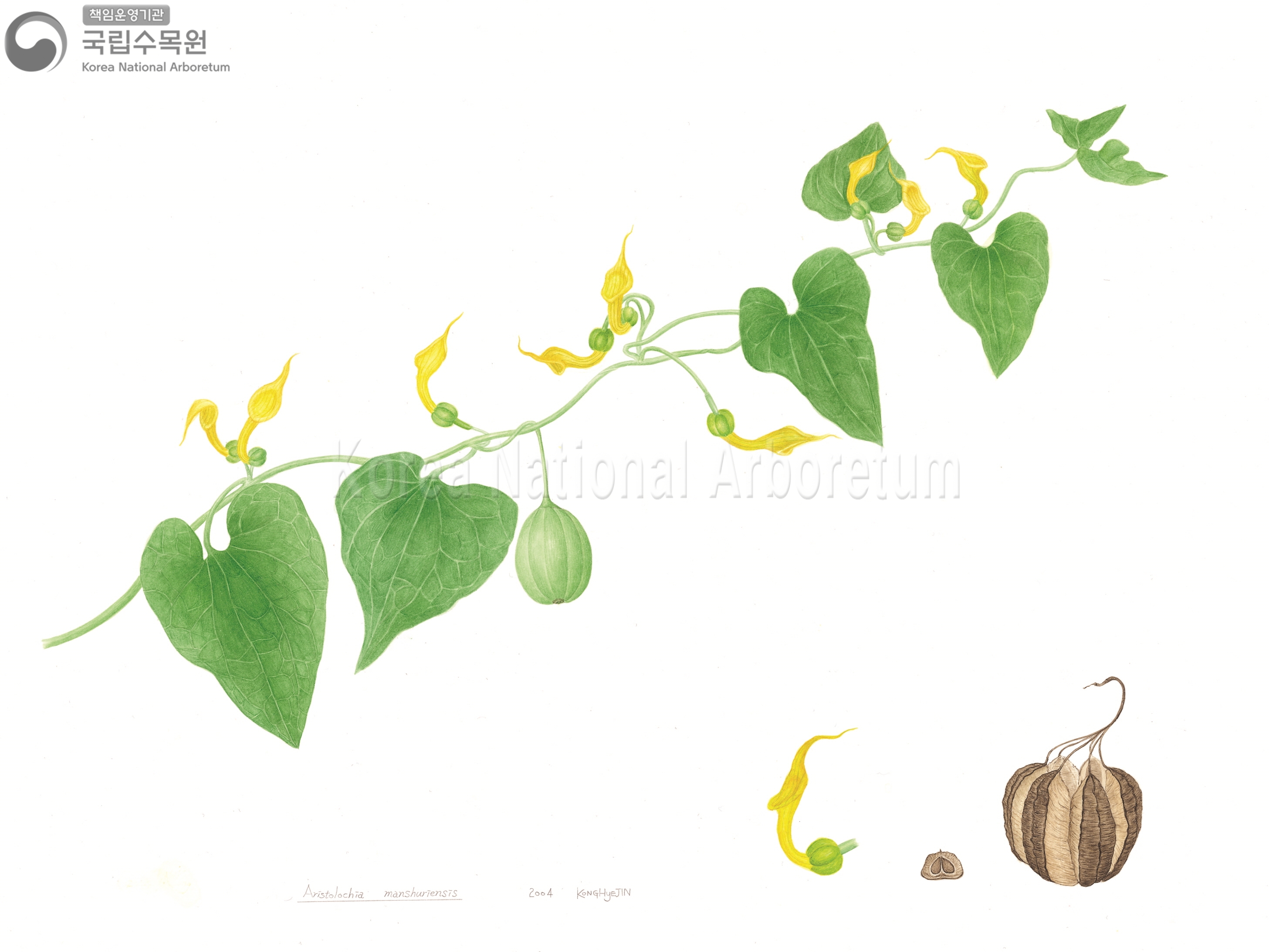 Plant Illustration Detailed View