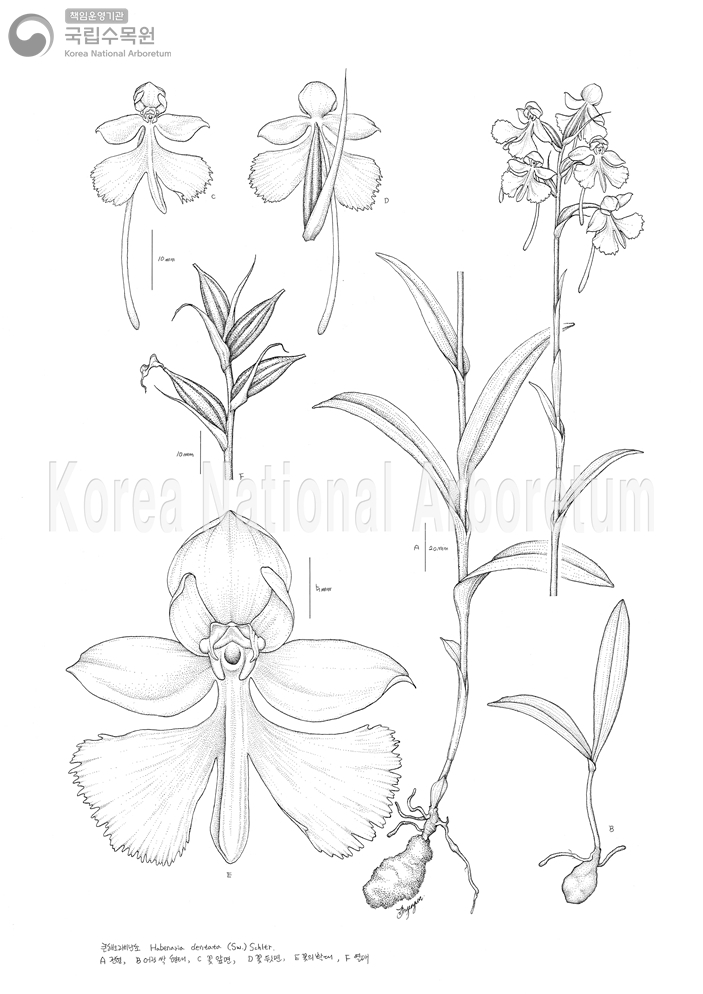 Plant Illustration Detailed View