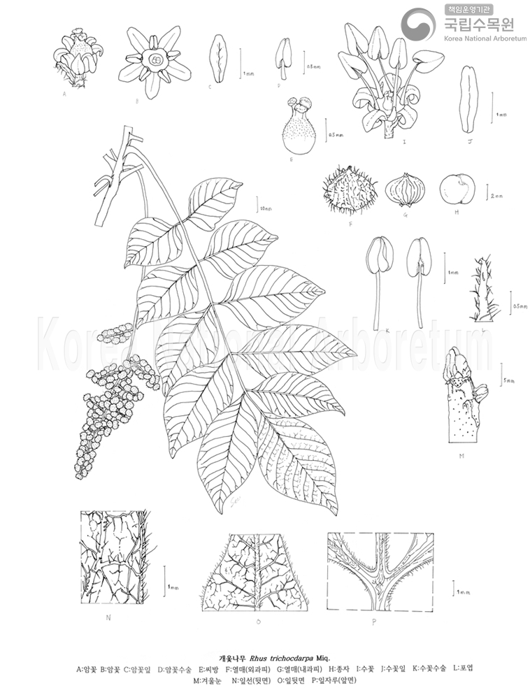 Plant Illustration Detailed View