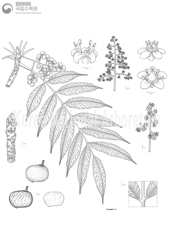 Plant Illustration Detailed View