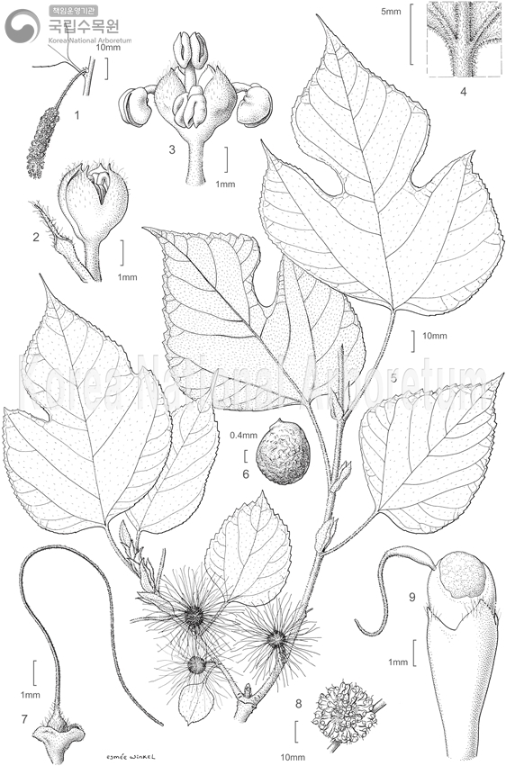 Plant Illustration Detailed View