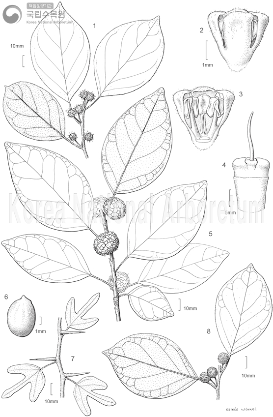 Plant Illustration Detailed View