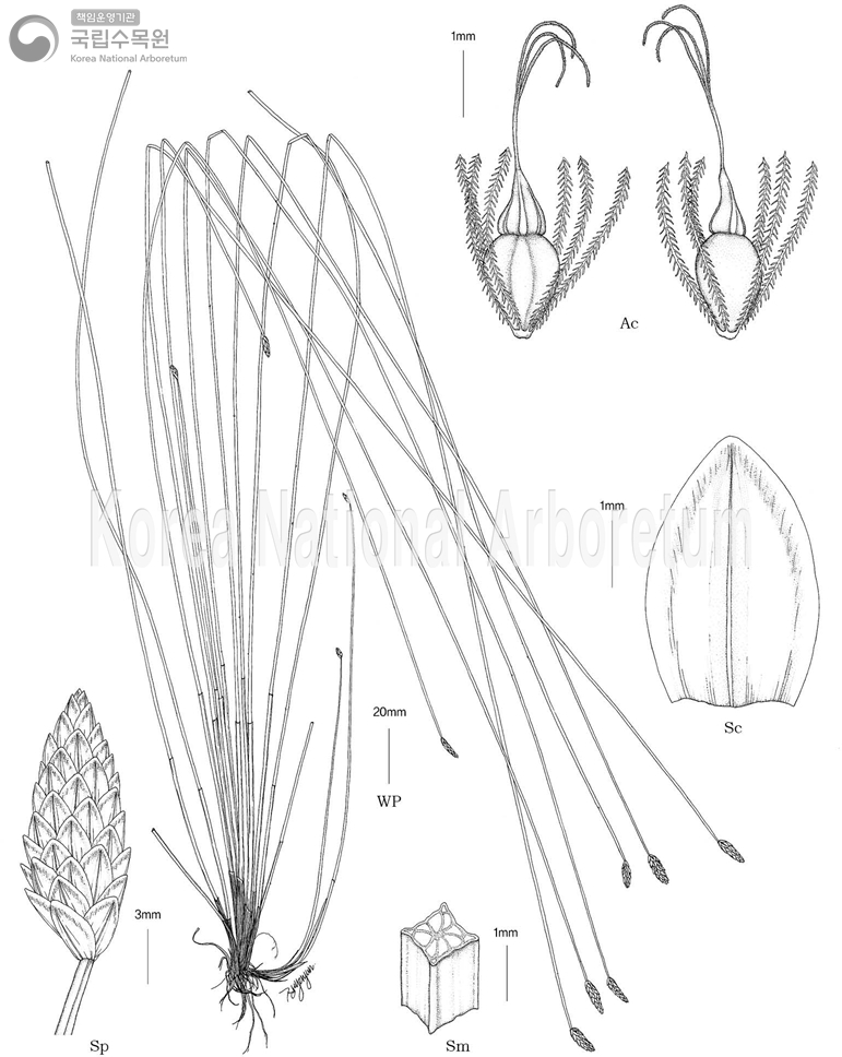 Plant Illustration Detailed View