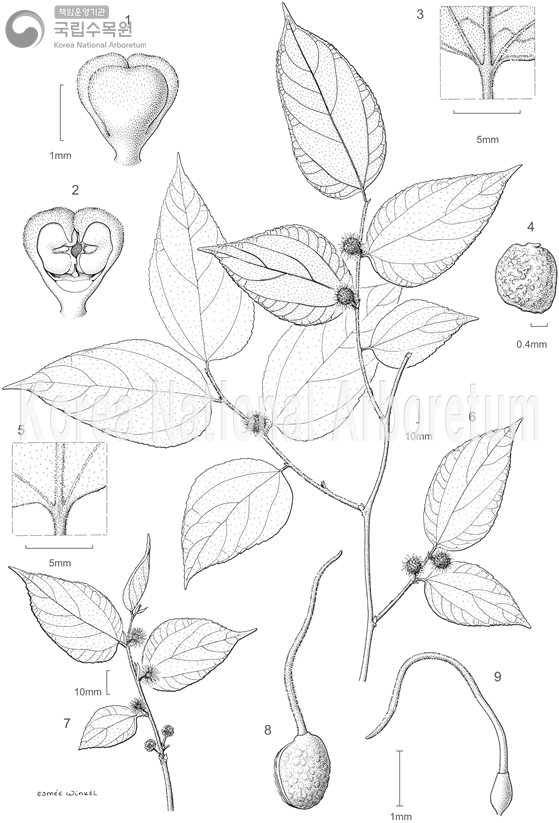 Plant Illustration Detailed View