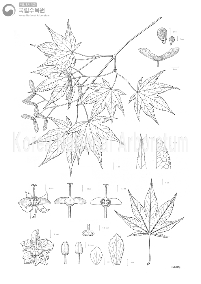 Plant Illustration Detailed View