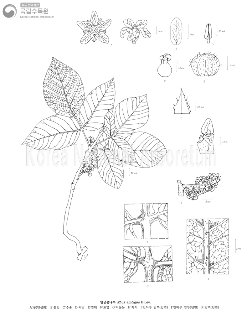 Plant Illustration Detailed View