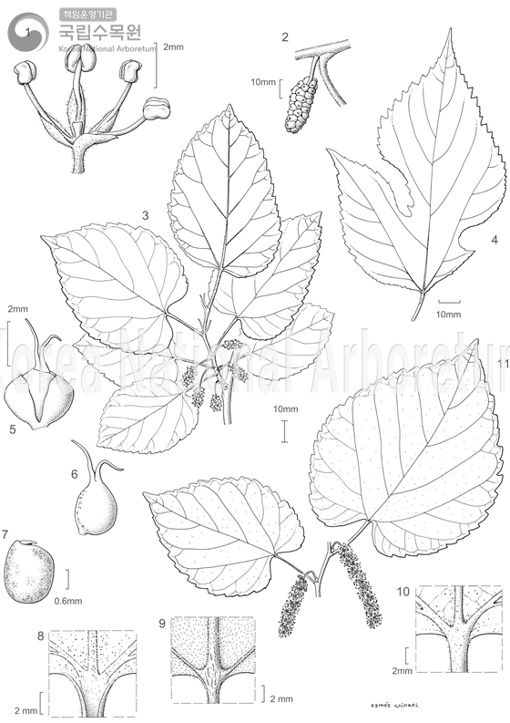 Plant Illustration Detailed View