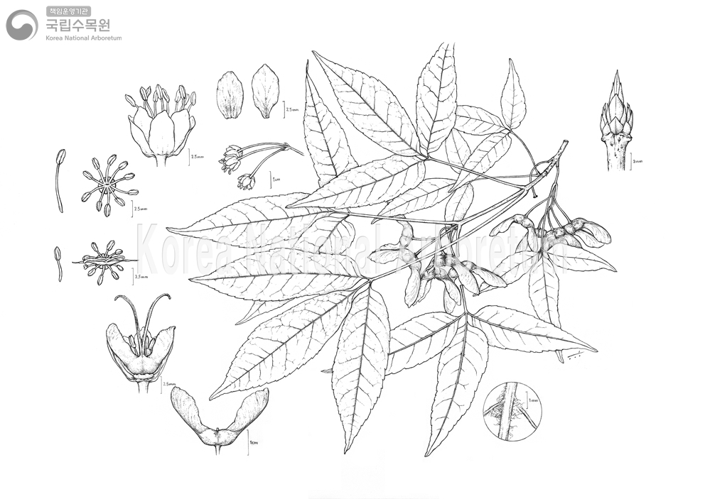 Plant Illustration Detailed View