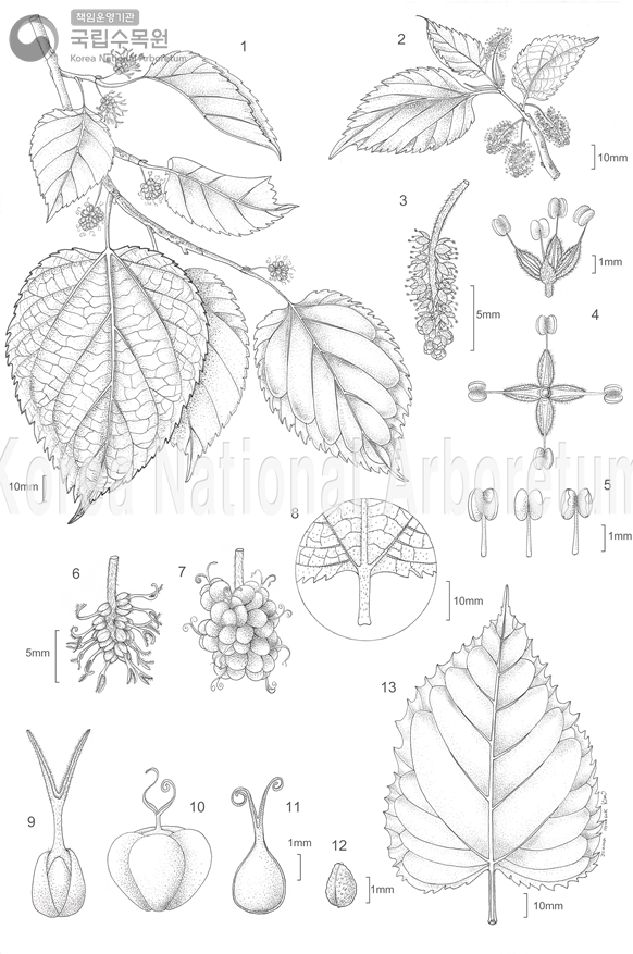 Plant Illustration Detailed View