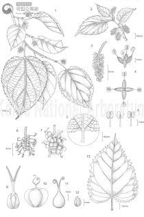 산뽕나무 세밀화이미지