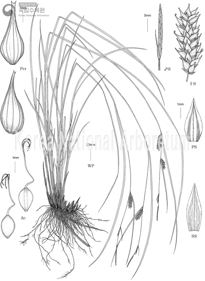 Plant Illustration Detailed View