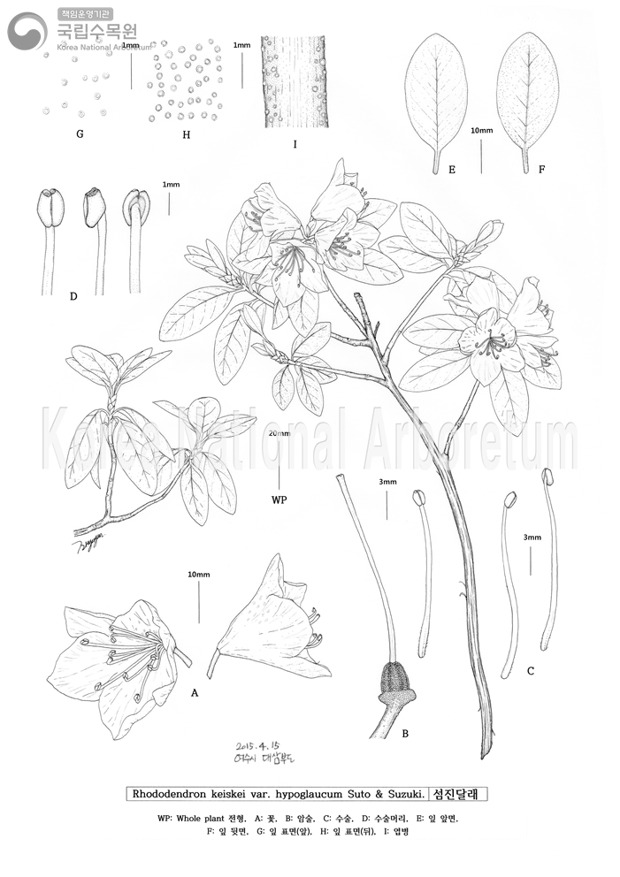 Plant Illustration Detailed View