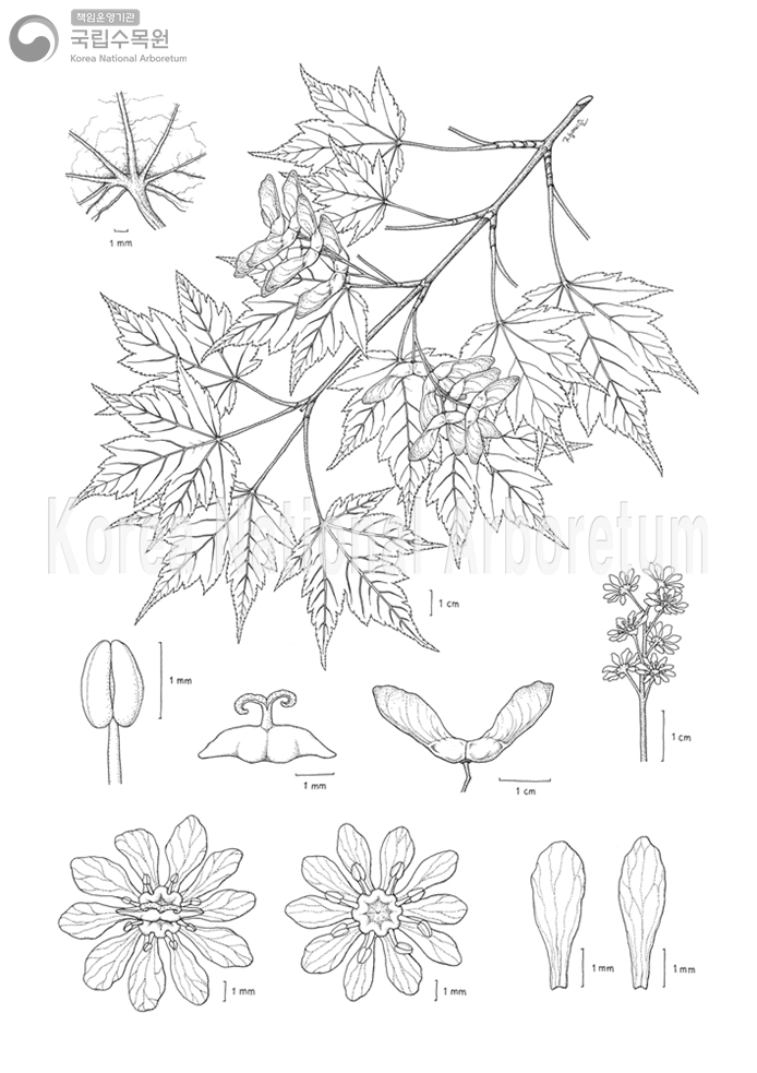 Plant Illustration Detailed View