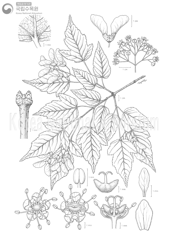 Plant Illustration Detailed View