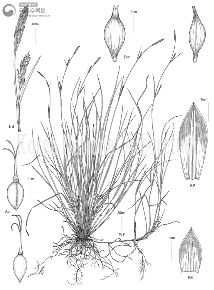 Plant Illustration Detailed View