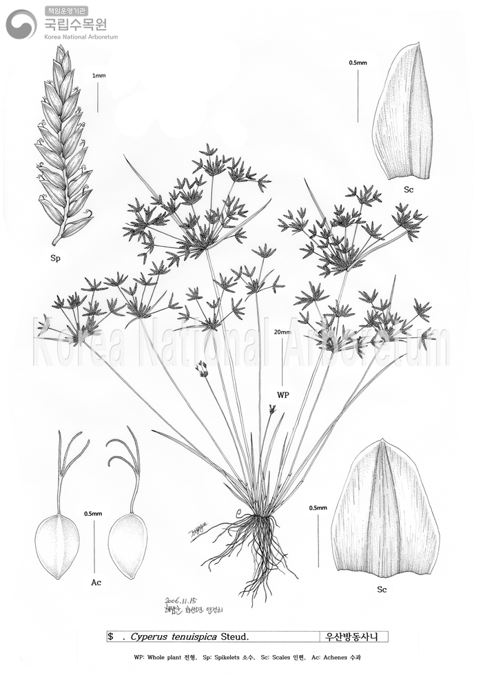 Plant Illustration Detailed View