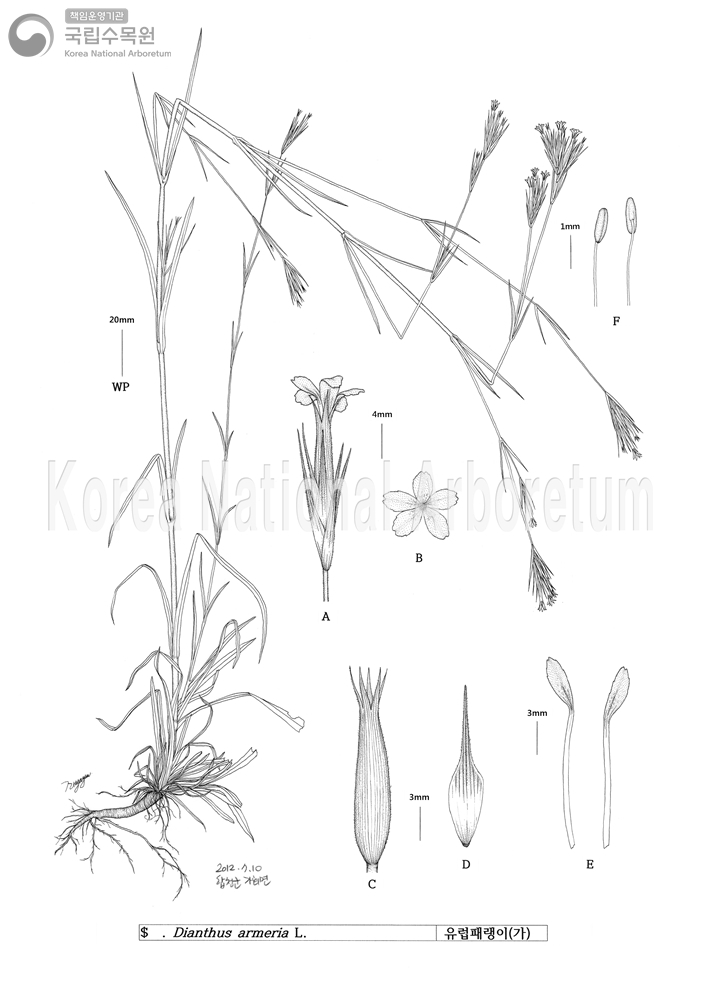 Plant Illustration Detailed View