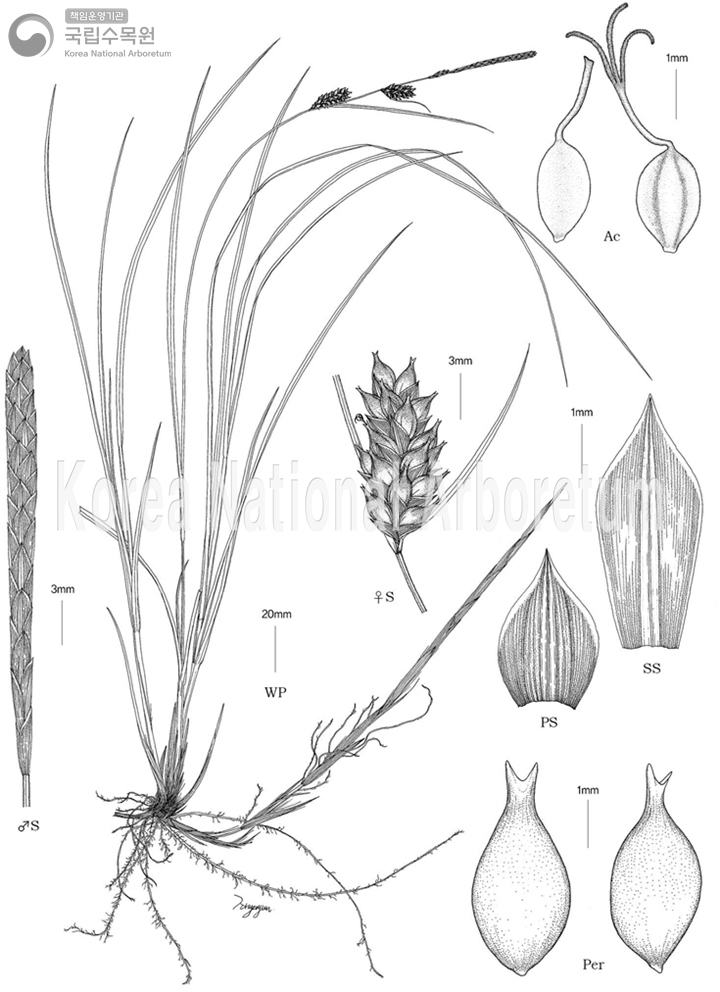 Plant Illustration Detailed View