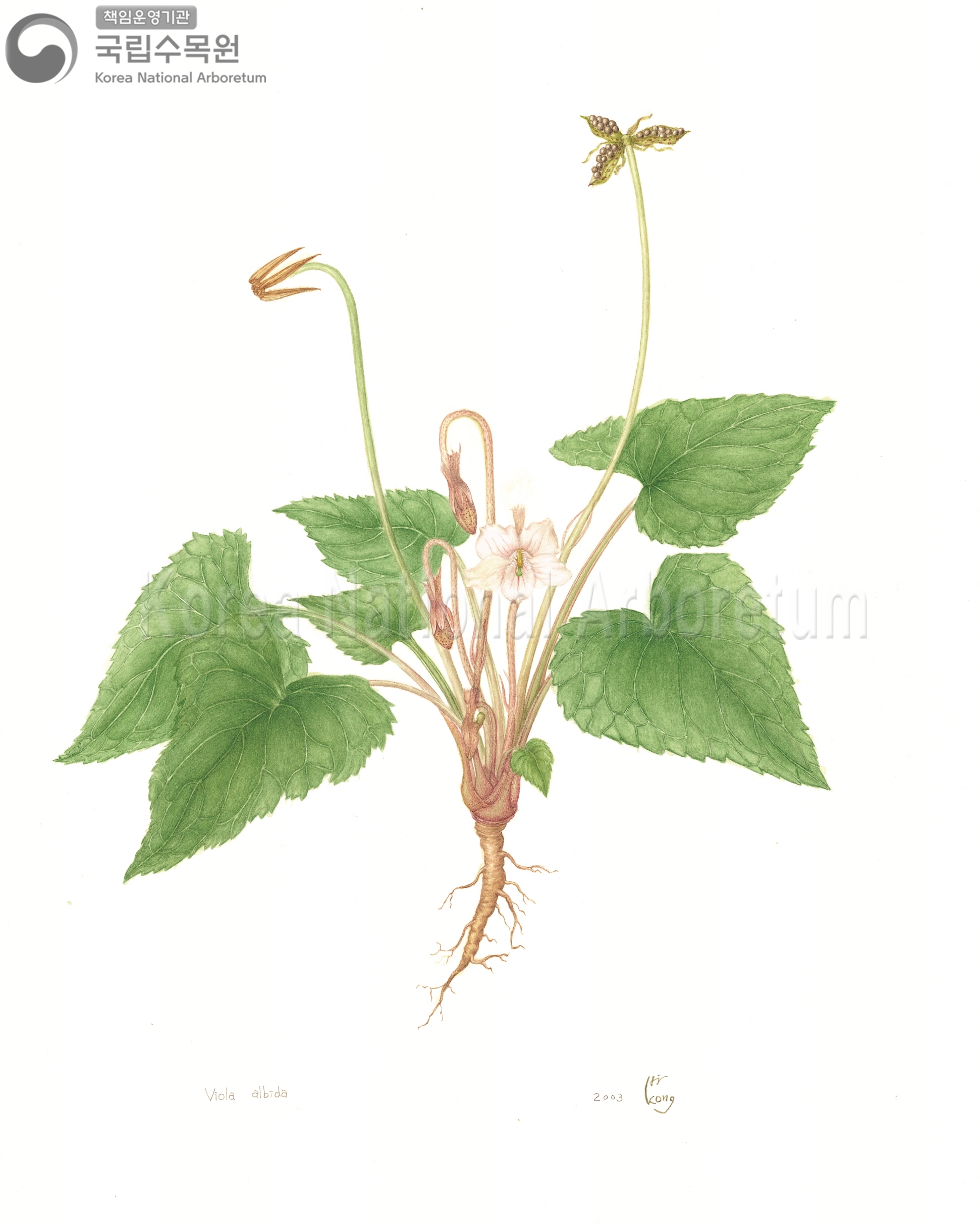 Plant Illustration Detailed View