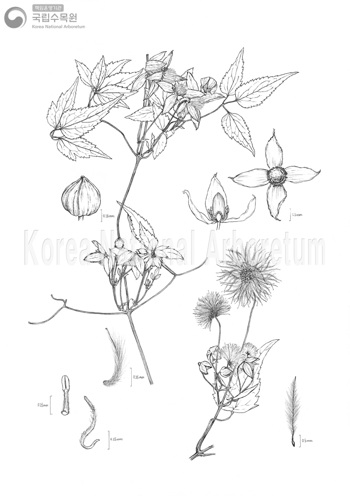 Plant Illustration Detailed View